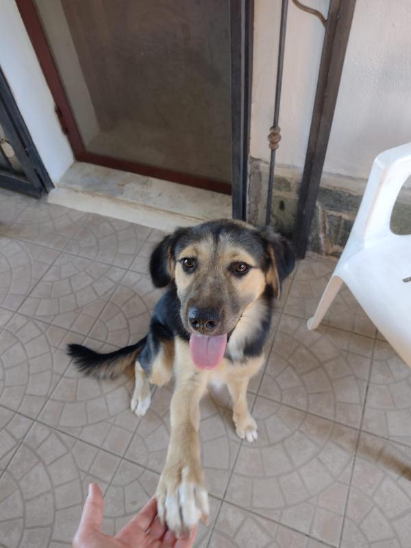Ciao a tutti da Remì.! Splendido Simil Pastore di 9 mesi (Catania) Foto 4